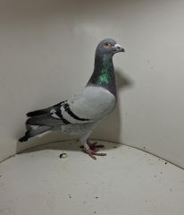 Aukcja obejmuje wszystkie samce po lotach gołębi młodych ponieważ lotuje tylko samicami.