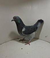 Aukcja obejmuje wszystkie samce po lotach gołębi młodych ponieważ lotuje tylko samicami.