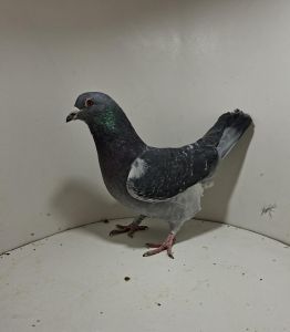 Aukcja obejmuje wszystkie samce po lotach gołębi młodych ponieważ lotuje tylko samicami.