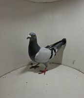 Aukcja obejmuje wszystkie samce po lotach gołębi młodych ponieważ lotuje tylko samicami.