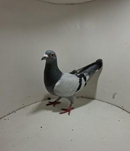 Aukcja obejmuje wszystkie samce po lotach gołębi młodych ponieważ lotuje tylko samicami.