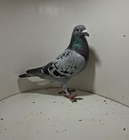 Aukcja obejmuje wszystkie samce po lotach gołębi młodych ponieważ lotuje tylko samicami.