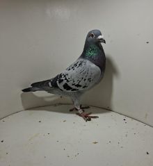 Aukcja obejmuje wszystkie samce po lotach gołębi młodych ponieważ lotuje tylko samicami.