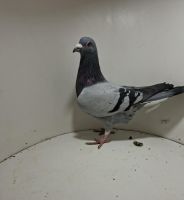 Aukcja obejmuje wszystkie samce po lotach gołębi młodych ponieważ lotuje tylko samicami.