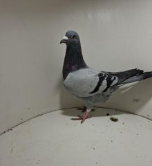 Aukcja obejmuje wszystkie samce po lotach gołębi młodych ponieważ lotuje tylko samicami.