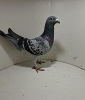 Aukcja obejmuje wszystkie samce po lotach gołębi młodych ponieważ lotuje tylko samicami.