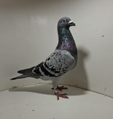 Aukcja obejmuje wszystkie samce po lotach gołębi młodych ponieważ lotuje tylko samicami.