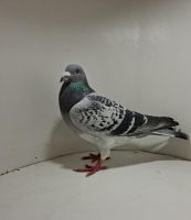 Aukcja obejmuje wszystkie samce po lotach gołębi młodych ponieważ lotuje tylko samicami.