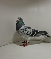 Aukcja obejmuje wszystkie samce po lotach gołębi młodych ponieważ lotuje tylko samicami.