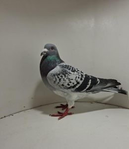 Aukcja obejmuje wszystkie samce po lotach gołębi młodych ponieważ lotuje tylko samicami.