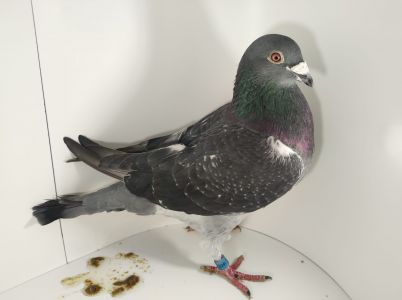 Aukcja topowych gołębi : DV-01658-21-1179 Kruger x Porsche