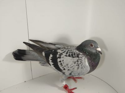 Aukcja topowych gołębi : PL-0430-22-6222 Wn, Rote ASS 217 X Syn RV-Beste