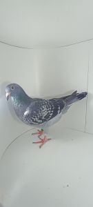 Aukcja topowych gołębi : PL-0430-23-2569 Córka 6363 x 8721 Org. Maziarz