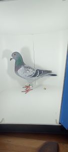 Aukcja topowych gołębi : PL-0430-23-2571 408 x Lady Magic 303