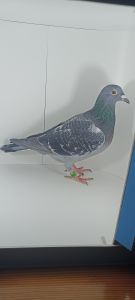 Aukcja topowych gołębi : PL-0430-23-3246 Cór. 6700 x 6204   6700 dziadek 1 z Extra Finału Super gołąb 520 km