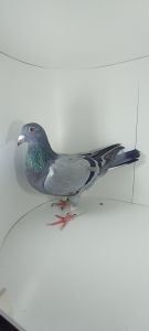 Aukcja topowych gołębi : PL-0430-23-3259 Super rozpłodowiec 13790 x Beste 580