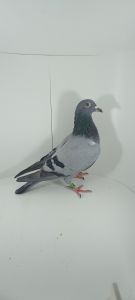 Aukcja topowych gołębi : PL-0430-23-8521 Pełne rodzeństwo 113 - 517km z Extra Finału MWG Giewont 2023