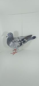 Aukcja topowych gołębi : PL-0430-23-8525 Super łączenie 6363 x 7505