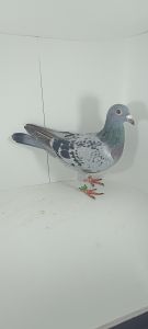 Aukcja topowych gołębi : PL-0430-23-8525 Super łączenie 6363 x 7505