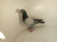 Aukcja topowych gołębi pochodzących z gołębi D&F. Pastor