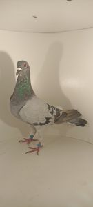 Aukcja topowych gołębi pochodzących z gołębi Franz-Josef Peters & A.Dudek