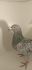 Aukcja topowych gołębi pochodzących z gołębi M.Trójczak