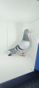 Aukcja topowych gołębi!!!  Podwójna wnuczka DIAMOND PORSCHE PL-0452-20-660