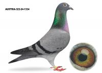 AUSTRIA-323-24-1334 - SAMICA - Gołąb lotowany na Wspólnym Gołębniku Talent Quatro