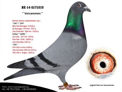 B-14-6175219 H i G Drygała Mistrzowie Polski kat A 2012 r gołąb rozplodowy