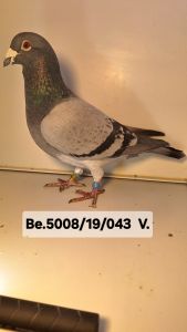 B-19-5008043