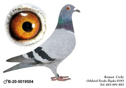 B-20-5019504  org. Rik Custers