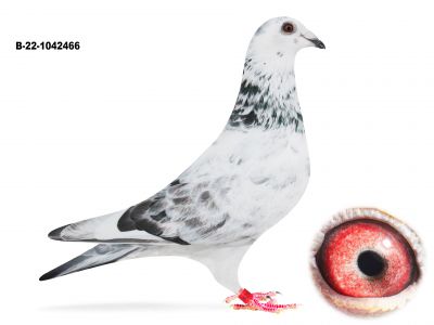 B-22-1042466 -Van Reeth Rudy x Merwe