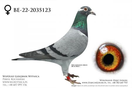 B-22-2035123: MWG Mazury, min 54m Gołąb z hodowli: MWG Mazury