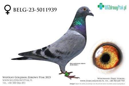 B-23-5011939: LARBIE/LUYTEN, 79. Lotnik, m in 39m, 7m  prawdopodobnie samica