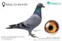 B-23-5011939: LARBIE/LUYTEN, 79. Lotnik, m in 39m, 7m prawdopodobnie samica