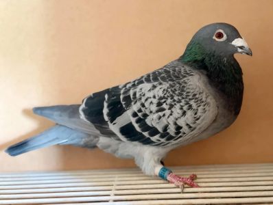 Bardzo dobry lotnik 1/2 brat super lotniczki