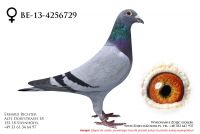 BE-13-4256729 - samiczka