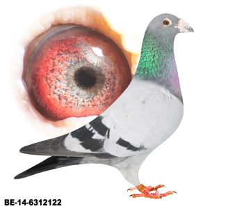 BE-14-6312122 -TOP Wnuk Electro oryg.Vercammen