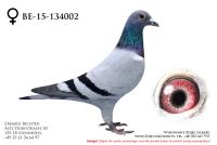 BE-15-134002 - samiczka