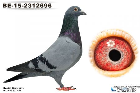 BE-15-2312696 oryg Gebr. Herbots