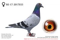 BE-17-2017033 - samiczka
