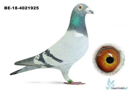 BE-18-4021925 MARCEL ALBRECHT