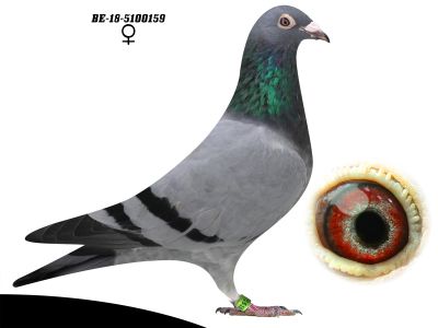 BE-18-5100159 oryg Albert Hendrix siostra z gniazda 7 gołębia z finału WG Mistrzów 2018