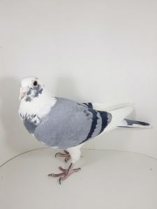 BE-19-4228706 – Linia ,,Wittekop Silvester”. Wnuczka dwóch Olimpijczyków