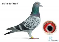 BE-19-6249624