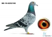 BE-19-6252190