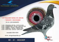 BE 21 5022309 – PETER VREYS – 7m FINAŁ Rodzice gołębie zdobyli 6x1 konkurs na lotach dalekodystansowych 8m w PIPA RANKINK na DŁUGIE DYSTANSE W 2020 r. !!!!