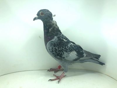 BE 22 2035037– org. MWG Mazury – 448m – Finał 430km!!! (prawdopodobnie samica)