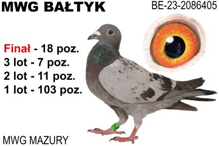 BE-23-2086405: MWG Mazury, 6. Lotnik, m in 11m, 7m, 18m z FINAŁU Gołąb z hodowli: MWG Mazury.