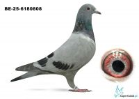 BE-25-6180808